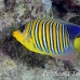 angelfish_regal_sjc_si_h_0292_egy1938.jpg